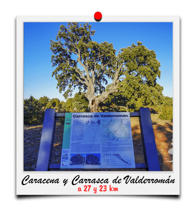 Caracena y Carrasca milenaria de Valderromán. A 27 y 23 kilómetros.